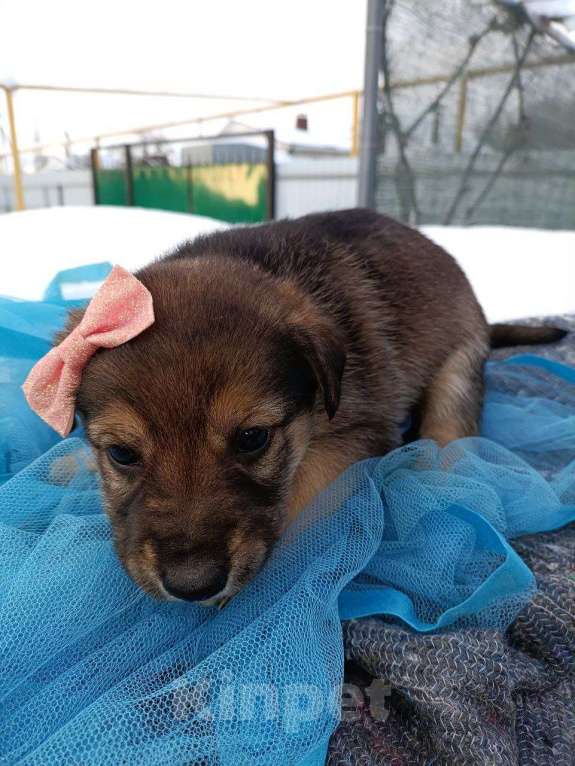 Собаки в других городах Воронежской области: Срочно ищу дом малышам! Девочка, Бесплатно - фото 5