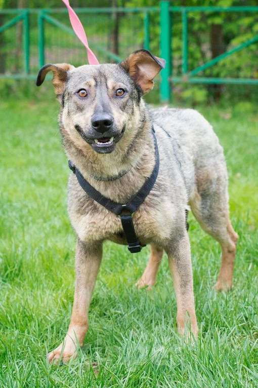 Собаки в Москве: Её заметили на промзоне, маленькую, испуганную с глазами,полными ужаса и бесконечного страха... Девочка, Бесплатно - фото 3
