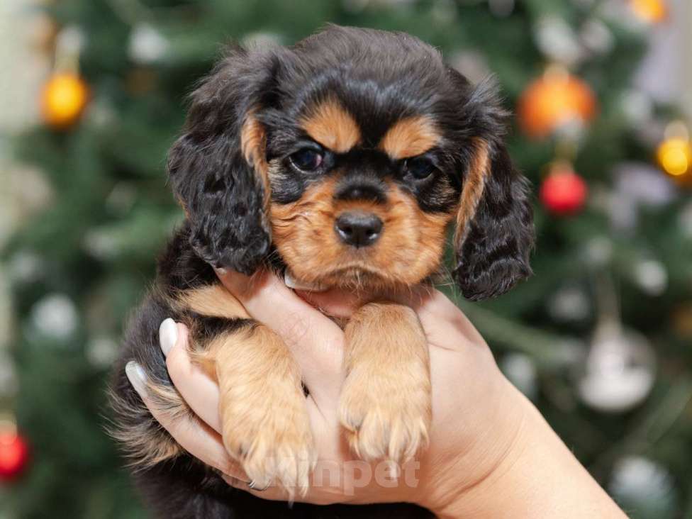 Собаки в Москве: Продаются очаровательные малыши Кавалер Кинг Чарльз Спаниель Мальчик, Бесплатно - фото 5