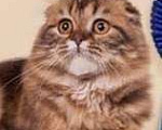 Кошки в Саратове: Хайленд фолд днвочка, 5 000 руб. - фото 2