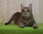 Кошки в Новохоперске: Гришка милый которебенок), Бесплатно - фото 4