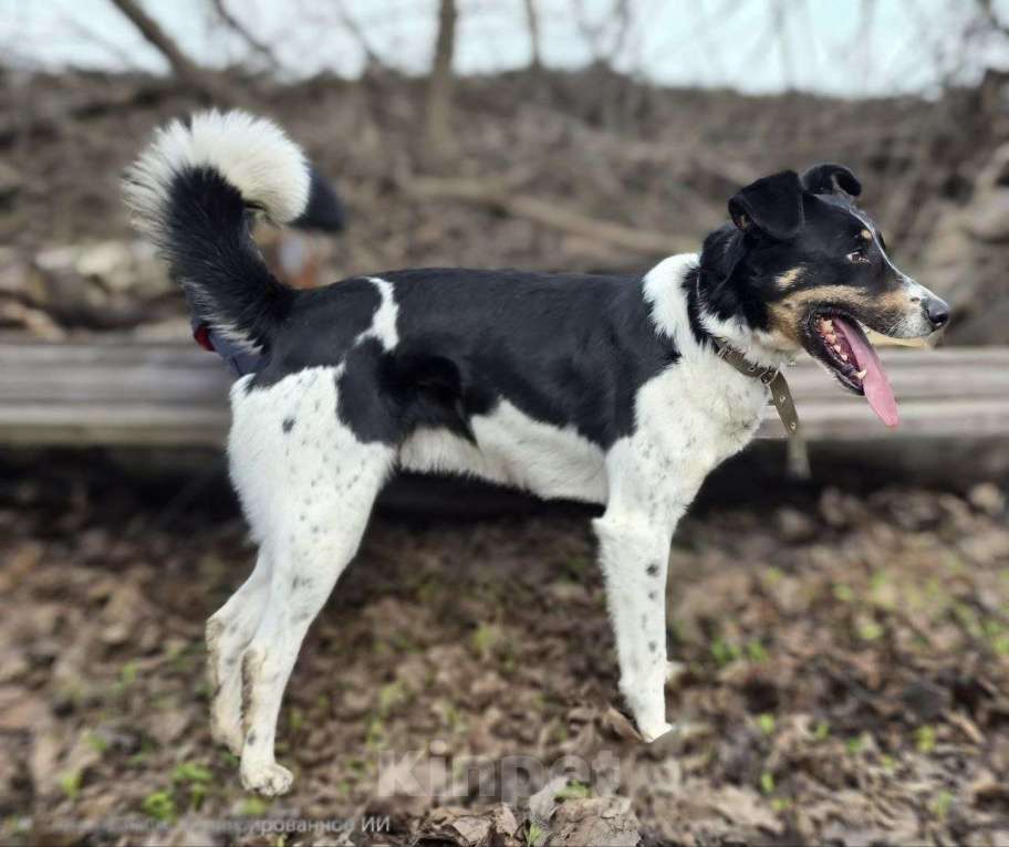 Собаки в Королеве: СуперПёс Анжело! Мальчик, Бесплатно - фото 7