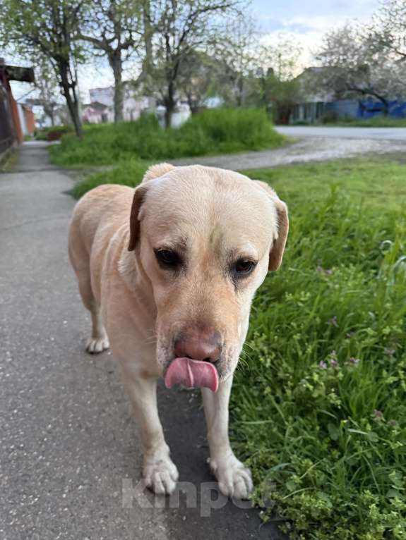 Собаки в Краснодаре: Найдена собака! Ищу хозяев старых или новых🙏🏻 Мальчик, Бесплатно - фото 3