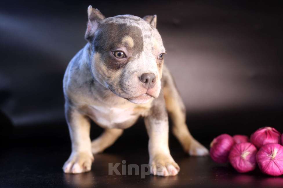 Собаки в Всеволожске: ММ ДАЛМОР ВИНТАЖ Мальчик, Бесплатно - фото 6