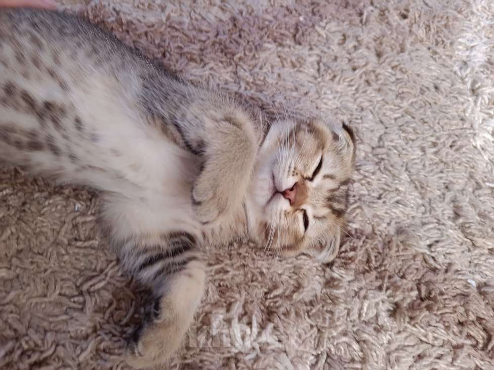 Кошки в Екатеринбурге: Вислоухий мальчик окраса ny25 Мальчик, 13 000 руб. - фото 5