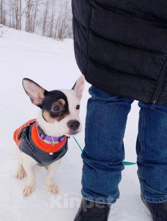 Собаки в Санкт-Петербурге: Маленькая красивая собачка Девочка, Бесплатно - фото 1