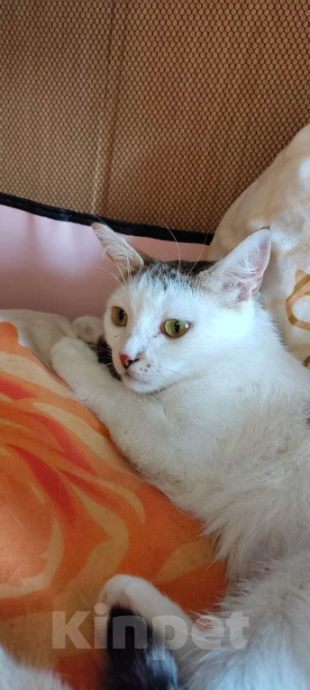 Кошки в Москве: Очаровательная кошечка Ася ищет свой дом (Москва и Мо) Девочка, Бесплатно - фото 3