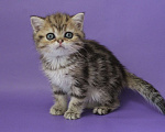 Кошки в Клине: Мраморный котик Мальчик, 10 000 руб. - фото 1