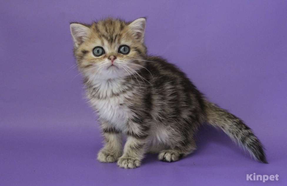 Кошки в Клине: Мраморный котик Мальчик, 10 000 руб. - фото 1