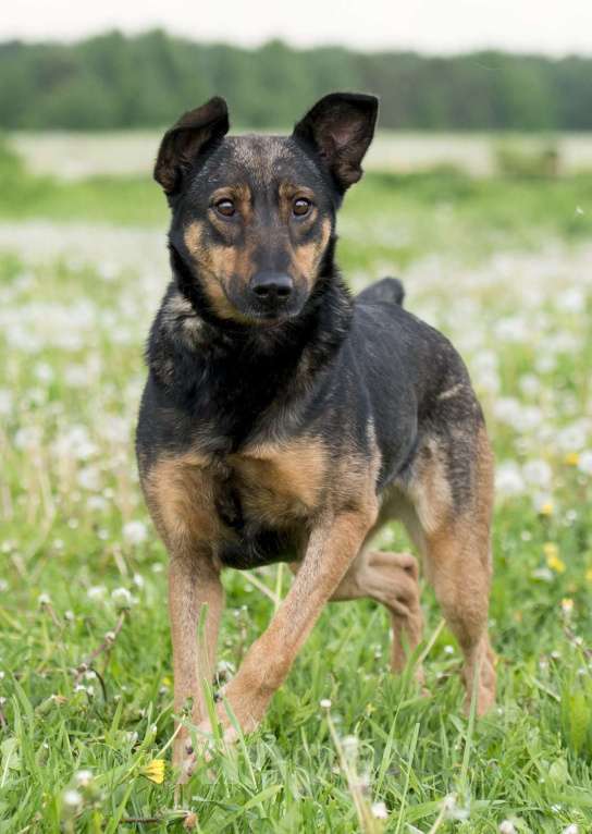 Собаки в Москве: Лютта. Ее бросили на цепи Девочка, 1 руб. - фото 5