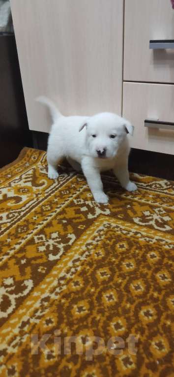 Собаки в других городах Тульской области: Потомки Аляскинского маламута Девочка, Бесплатно - фото 3