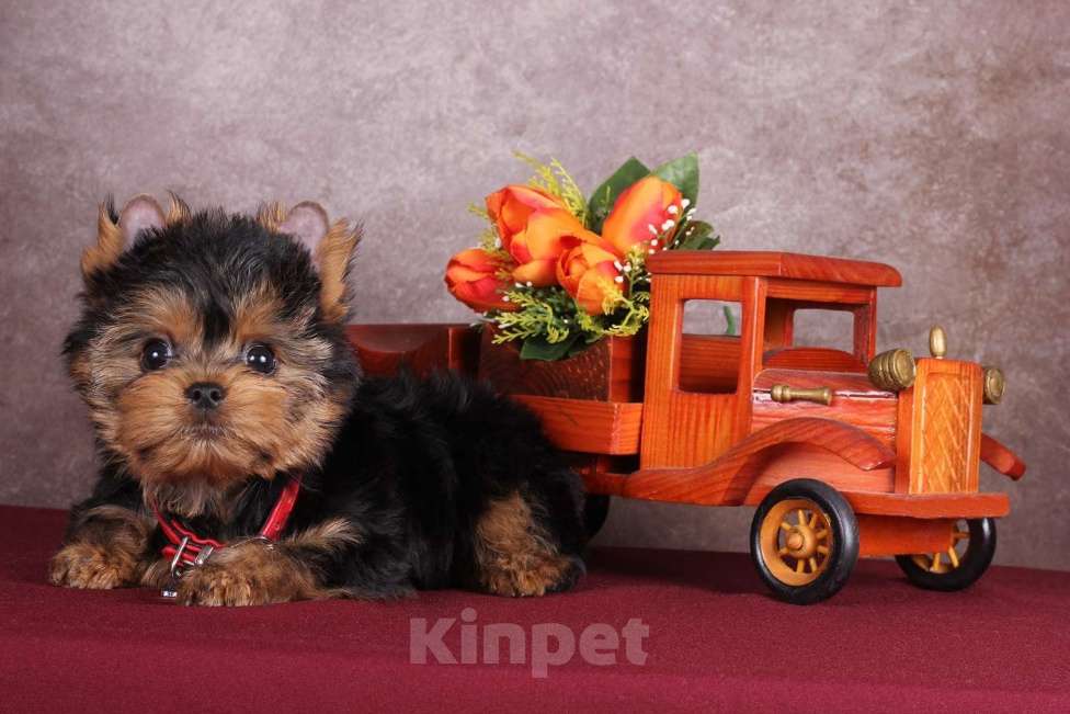 Собаки в Москве: Йоркширский курносый  красавчик Ярослав  РКФ Мальчик, 45 000 руб. - фото 1