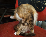 Кошки в Мурином: Кошечка в добрые руки Девочка, Бесплатно - фото 5