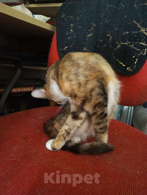 Кошки в Мурином: Кошечка в добрые руки Девочка, Бесплатно - фото 5