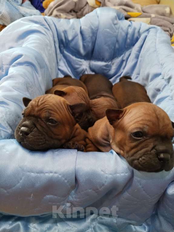 Собаки в Перми: Китайский чунцин Мальчик, 100 000 руб. - фото 1