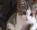 Кошки в других городах Краснодарского края: Котенок в добрые руки Мальчик, 500 руб. - фото 1