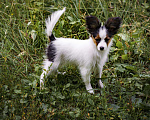 Собаки в Ульяновске: Очаровательные щенки породы Папийон. Мира. Девочка, 65 000 руб. - фото 2