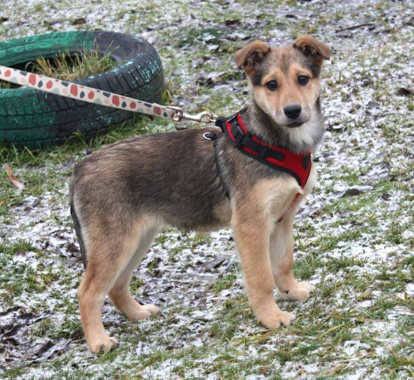Собаки в Москве: Малышка Нюша очень ждет своего родного ЧЕЛОВЕКА. Девочка, Бесплатно - фото 1