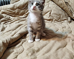 Кошки в Калуге: Котенок Шелдон Мальчик, Бесплатно - фото 6