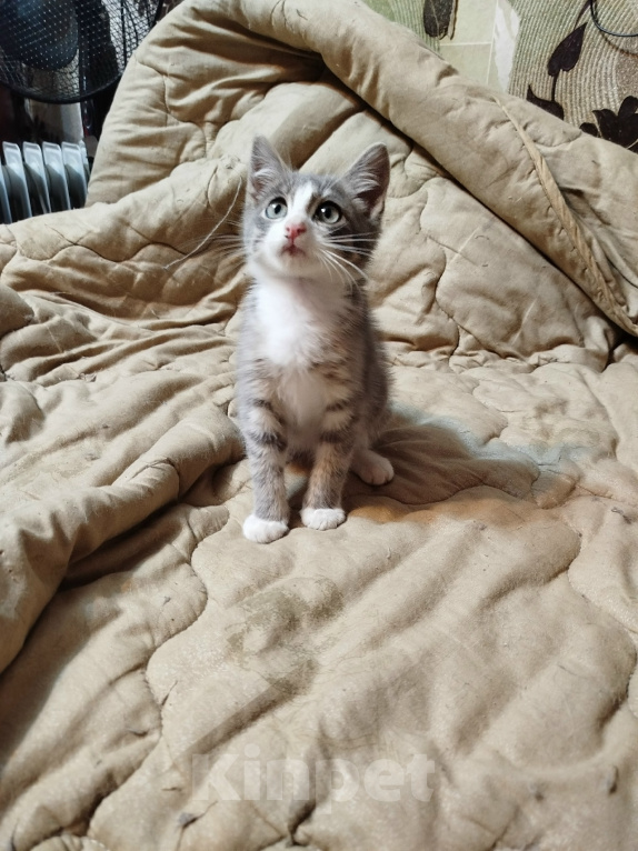 Кошки в Калуге: Котенок Шелдон Мальчик, Бесплатно - фото 6