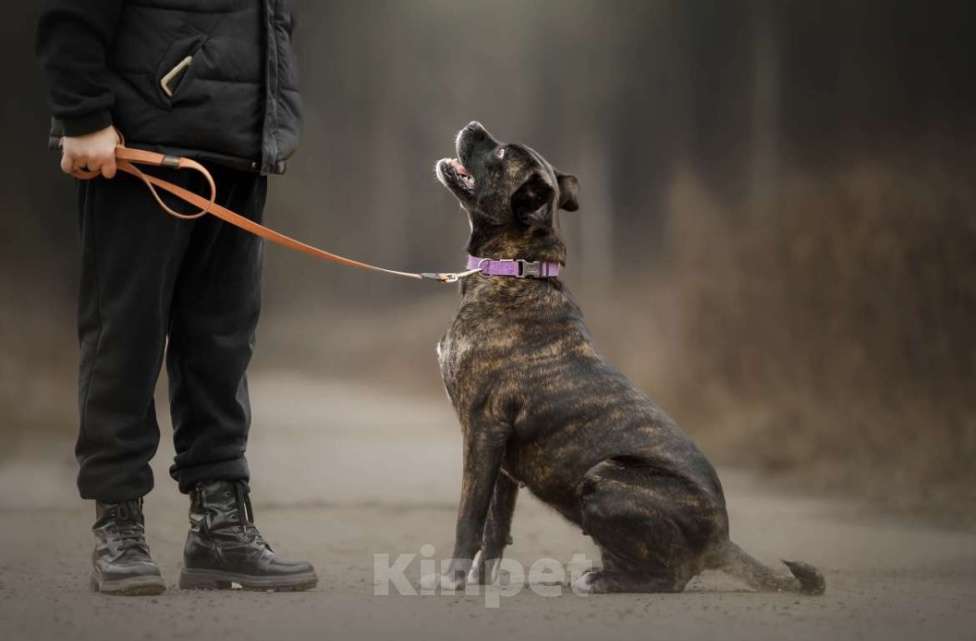 Собаки в Москве: Красавица и добрячка Кора Девочка, Бесплатно - фото 3