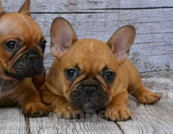 Собаки в Ореховом-Зуево: Чудо как хороша  Девочка, 100 000 руб. - фото 3