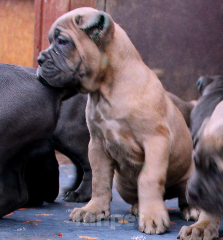 Собаки в других городах Ярославской области: Корсо Мальчик, 100 000 руб. - фото 2
