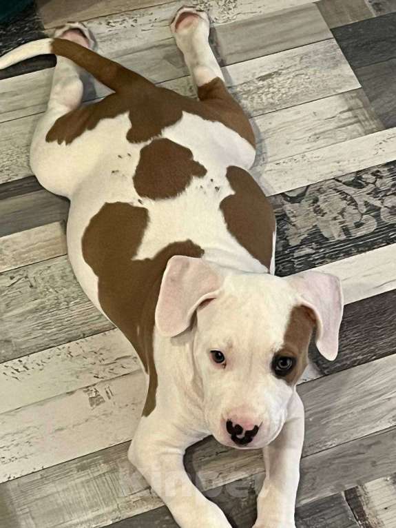 Собаки в Екатеринбурге: Американский стафордширский терьер щенок  Мальчик, 25 000 руб. - фото 2