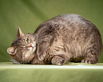 Кошки в Клине: Милош - замурчательный котейка! Мальчик, Бесплатно - фото 8