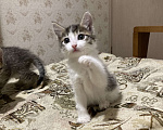 Кошки в Челябинске: Котята в хорошие руки Девочка, 100 руб. - фото 1