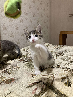 Объявление: Котята в хорошие руки, 100 руб., Челябинск