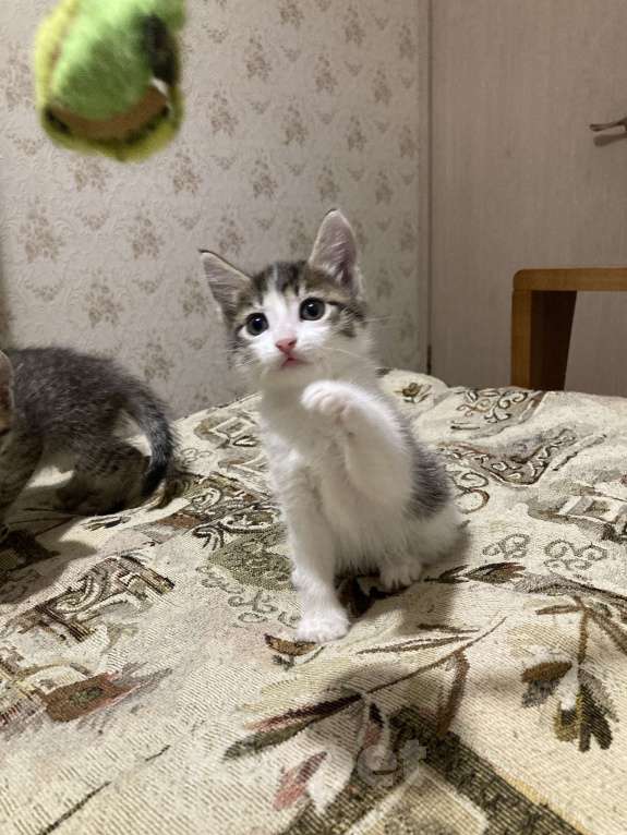 Кошки в Челябинске: Котята в хорошие руки Девочка, 100 руб. - фото 1