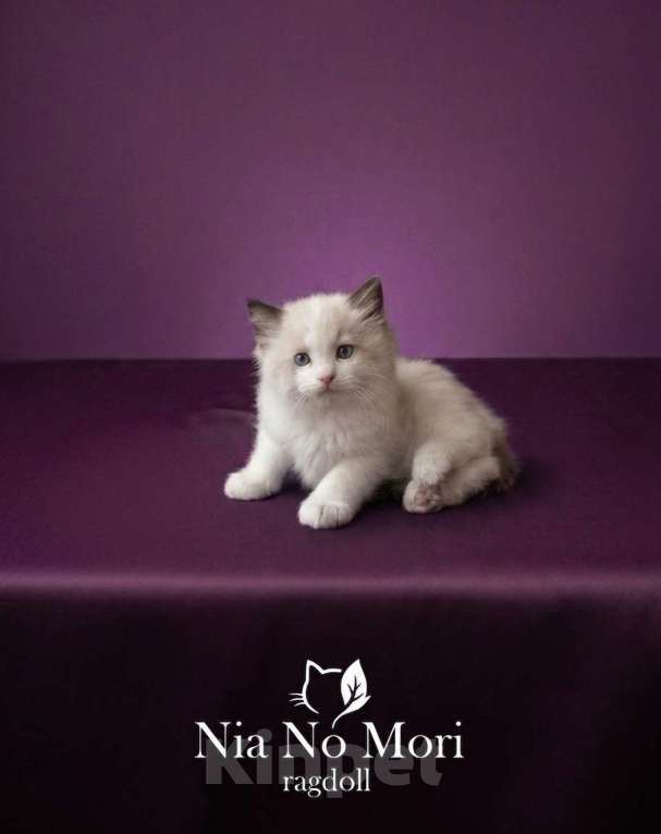 Кошки в Москве: Котёнок мальчик Рэгдолл Мальчик, 65 000 руб. - фото 4