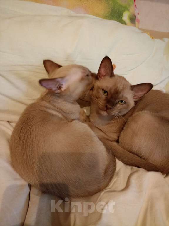 Кошки в Санкт-Петербурге: Бурманский котенок Рафаэль Мальчик, 40 000 руб. - фото 3