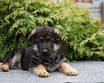 Собаки в Москве: Немецкая овчарка щенок мальчик стандарт Мальчик, 50 000 руб. - фото 2