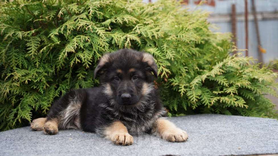 Собаки в Москве: Немецкая овчарка щенок мальчик стандарт Мальчик, 50 000 руб. - фото 2