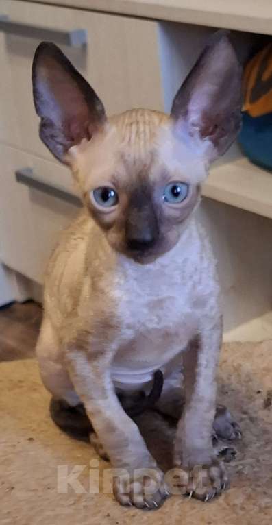 Кошки в Казани: Очень красивые корниш рекс котята Мальчик, 30 руб. - фото 1