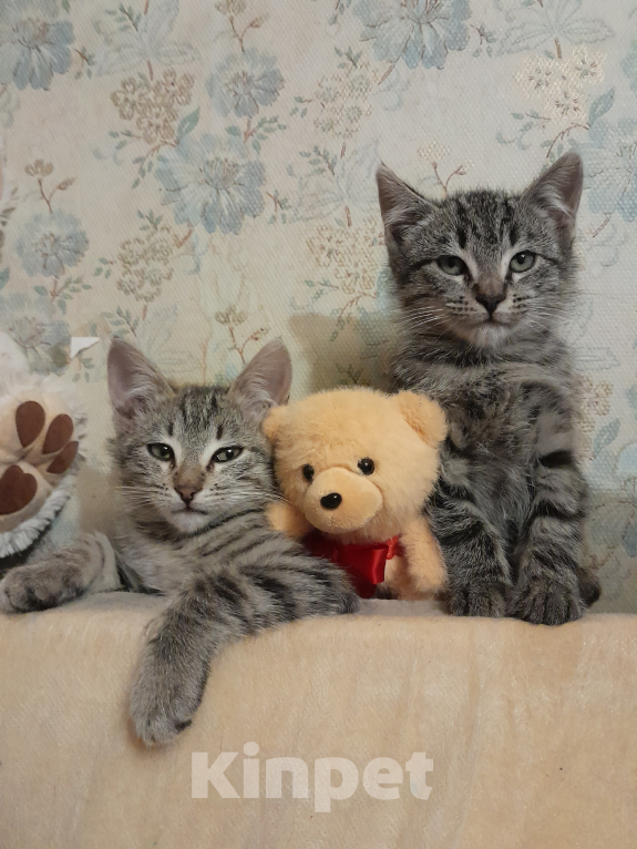 Кошки в других городах Ленинградской области: Бэм и Симба ищут дом Мальчик, Бесплатно - фото 3