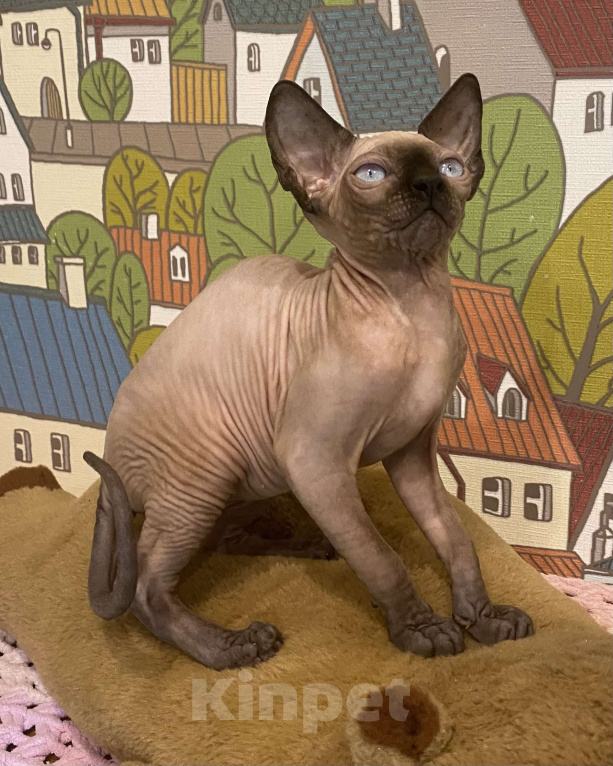 Кошки в Москве: Шикарная породная канадочка Девочка, 40 000 руб. - фото 1