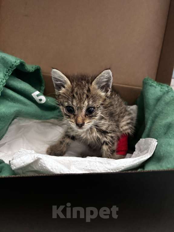 Кошки в Санкт-Петербурге: Котенок (девочка) 1.5м в добрые руки! Девочка, Бесплатно - фото 2