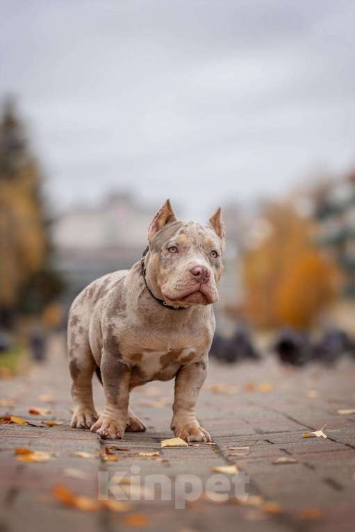 Собаки в Нижнем Новгороде: Девочка в типе покет Девочка, 100 000 руб. - фото 4