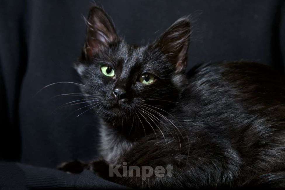 Кошки в Москве: Масяня ищет дом Девочка, Бесплатно - фото 2