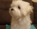 Собаки в Перми: Малыши породы Мальтийская болонка Мальчик, 30 000 руб. - фото 3