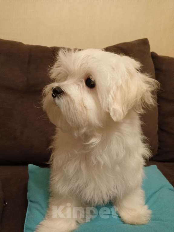 Собаки в Перми: Малыши породы Мальтийская болонка Мальчик, 30 000 руб. - фото 3