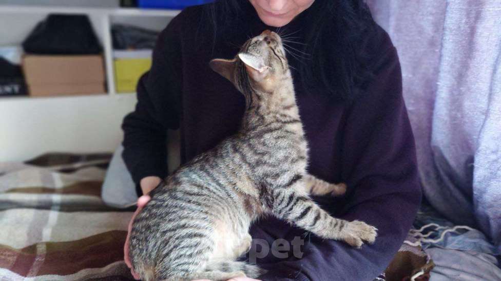 Кошки в Москве: котенок Корнишон ищет дом Мальчик, Бесплатно - фото 5