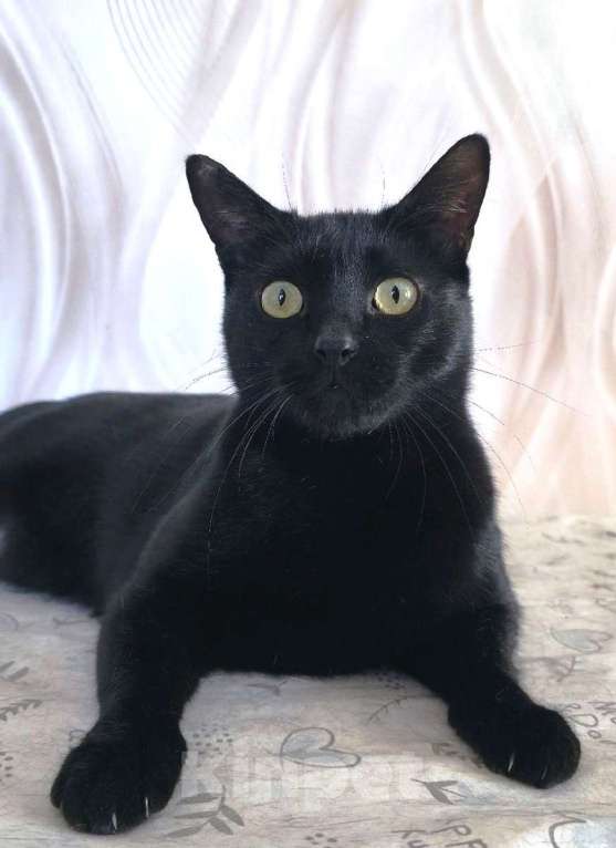 Кошки в Санкт-Петербурге: Прелестная Яся в добрые руки. Девочка, Бесплатно - фото 3