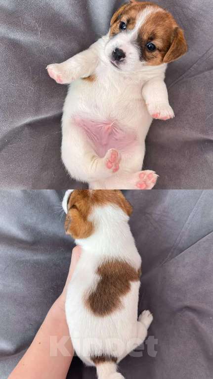 Собаки в Красноярске: Щенок Джек Рассела Мальчик, 35 000 руб. - фото 1