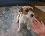 Собаки в Калтане: Отдам в добрые руки Девочка, Бесплатно - фото 1