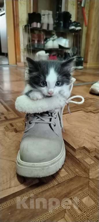 Кошки в Ангарске: Котенок в заботливые руки Мальчик, Бесплатно - фото 2