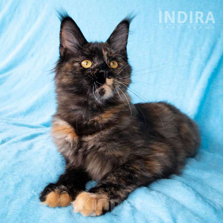 Кошки в других городах Воронежской области: Indira Drak Flame Девочка, 50 000 руб. - фото 10